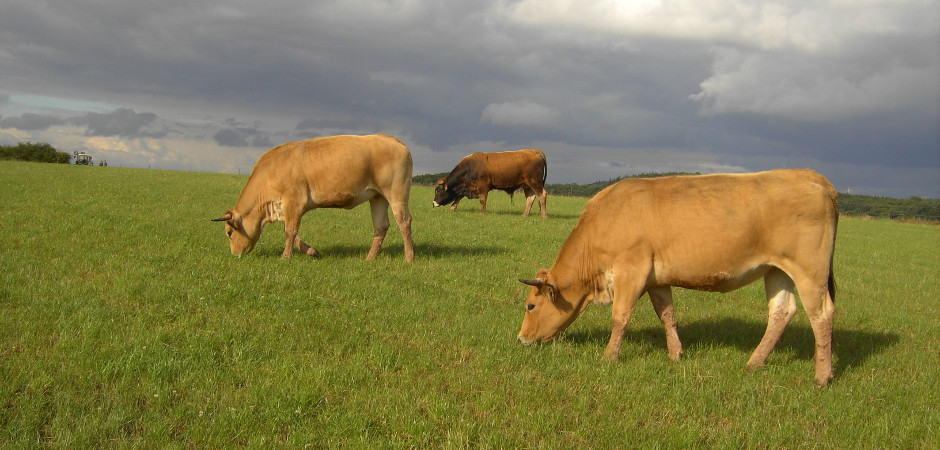 Aubrac Rinder im Eistal